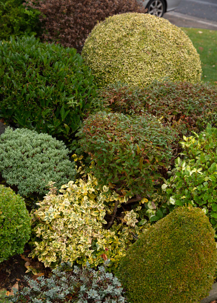 Collection of small trimmed shrubs and car tyre