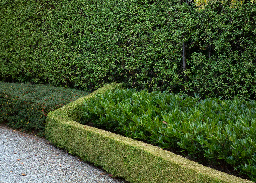 Meticulously groomed Buxus hedges in various shades of green