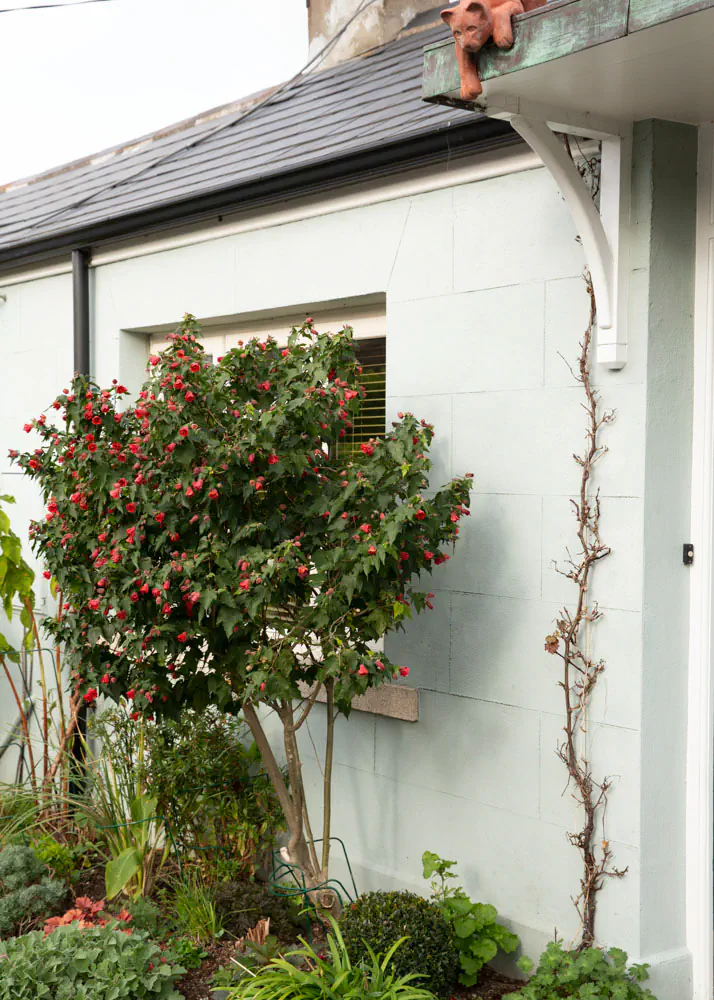 Flowering rose shrub in front garden with terracotta cat ornament looking down