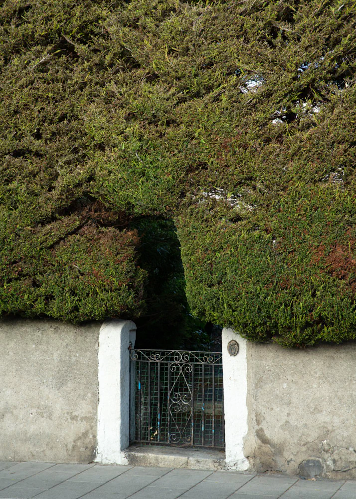 Hedge wall with iron entry gate