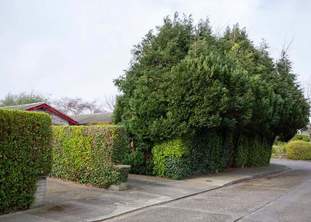 Giant cauliflower-shaped hedge concealing front garden in Dublin suburbia