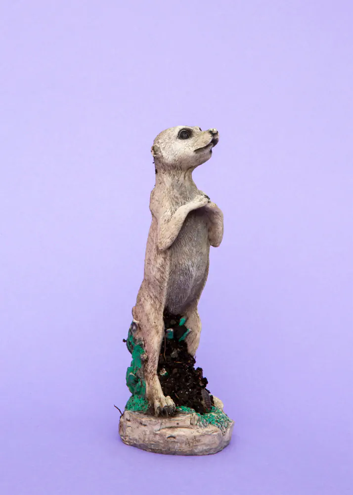 Meerkat garden ornament with folded arms against a purple background