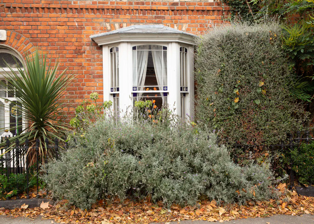 Overgrown lavender shrub with fallen leaves at Halloween in Dublin 8
