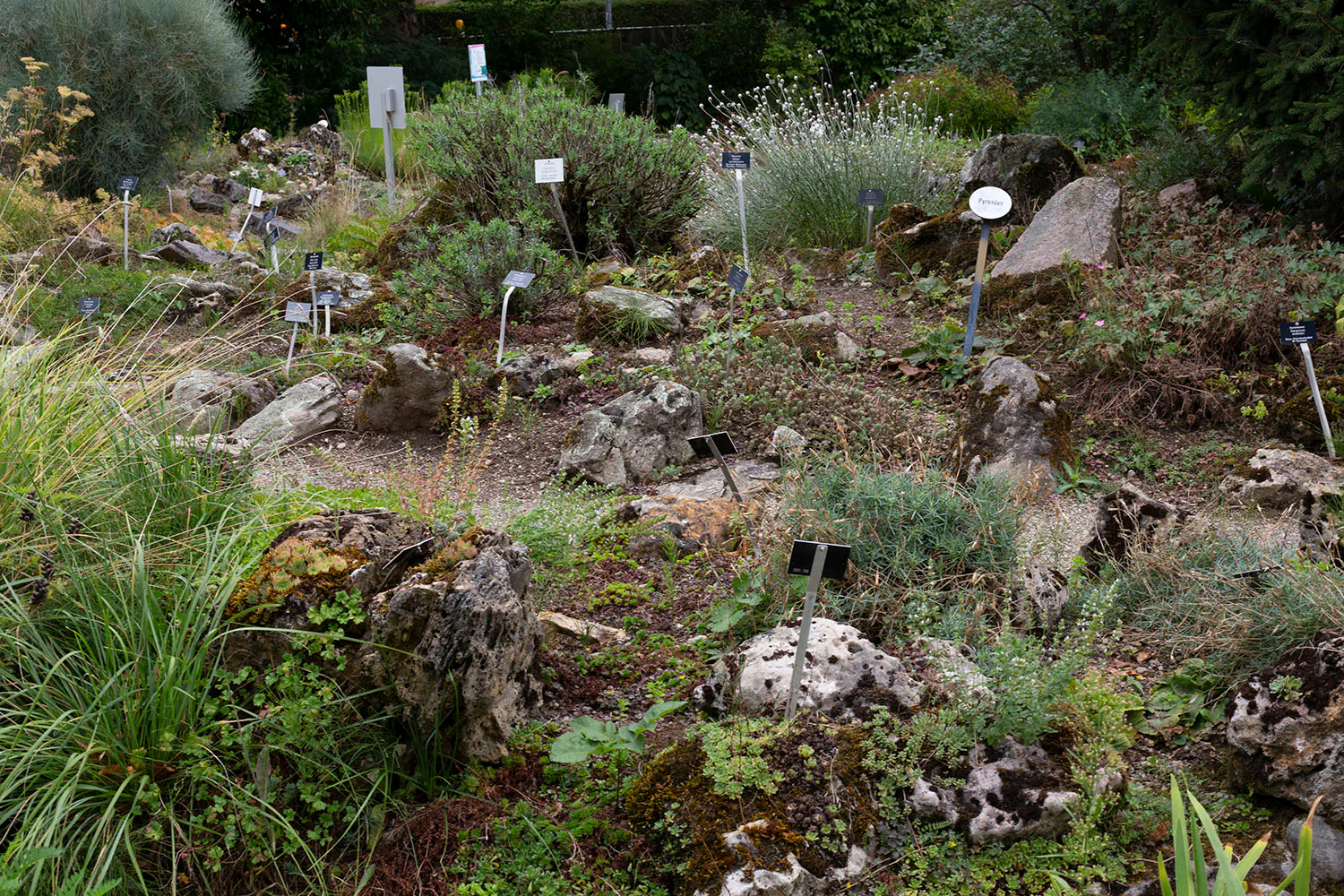 Various plants with latin name signs in Botanical Gardens Freiburg