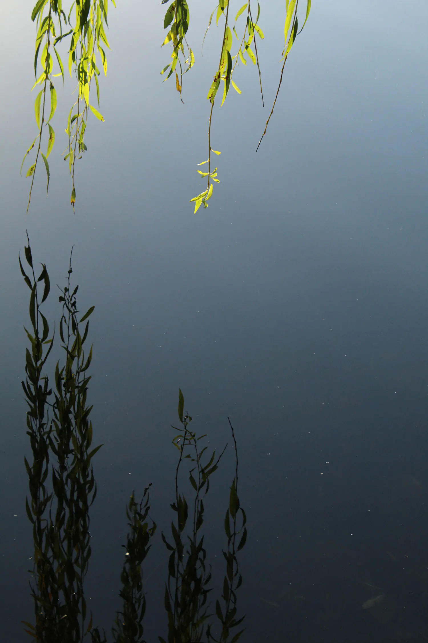 Water reflections of low-hanging willow tree branches