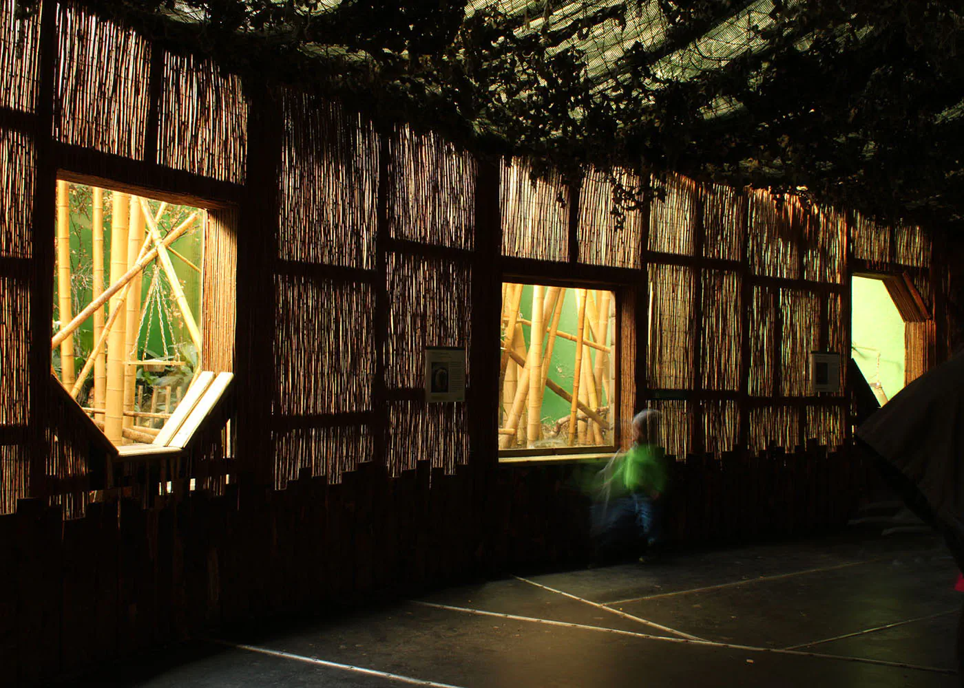 Corridor at Dublin Zoo with backlit bamboo walls and windows into capuchin monkey enclosure