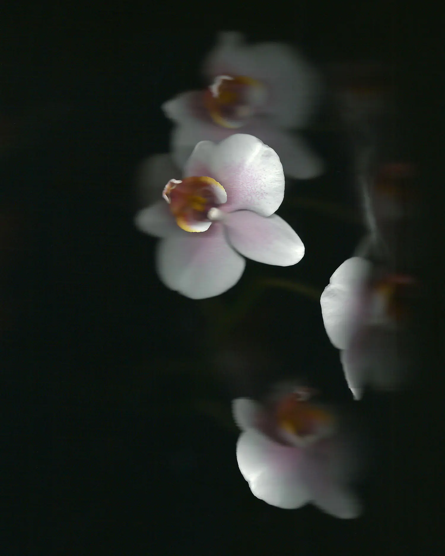 Printer scan of orchid flowers