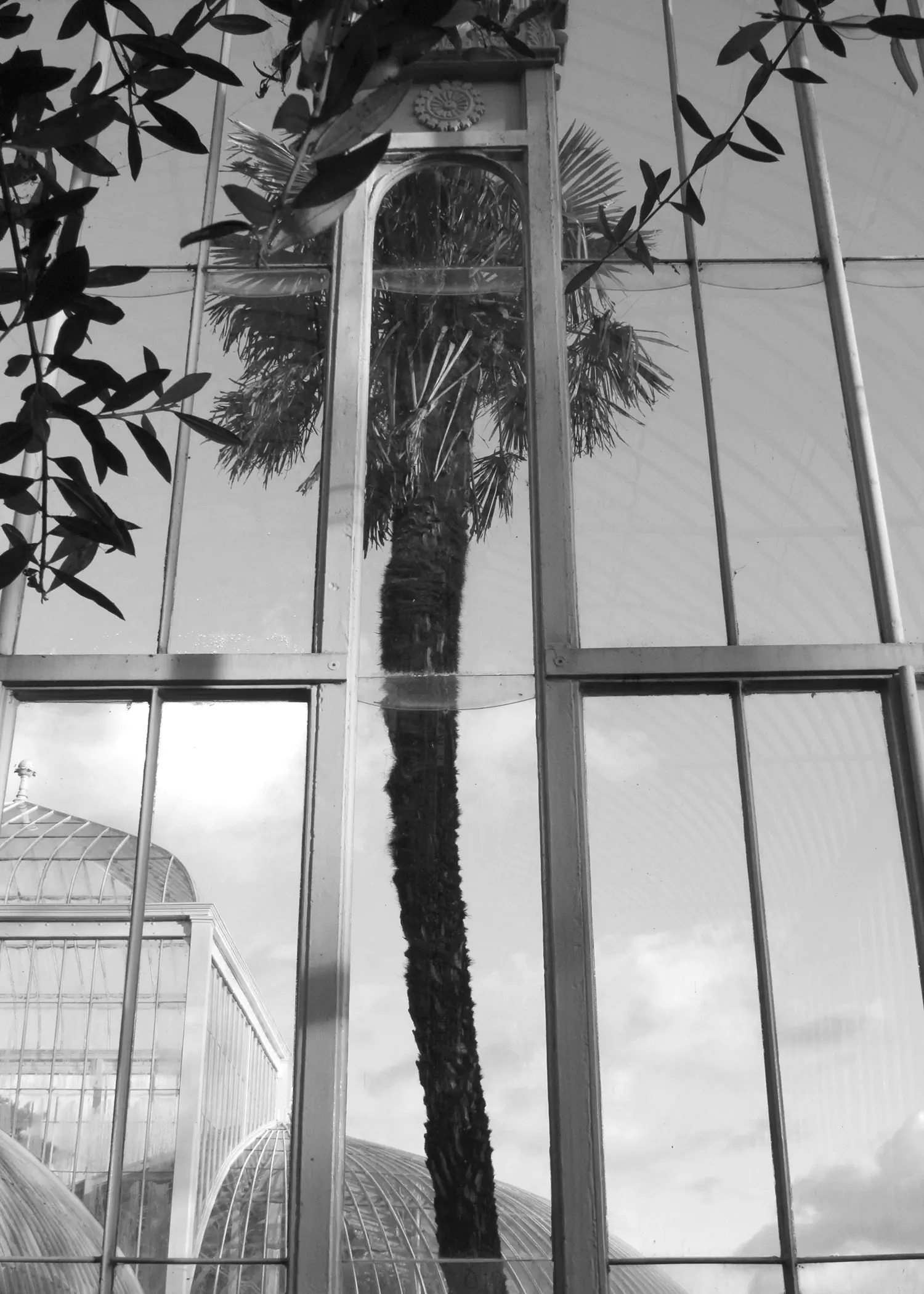 Palm tree photographed through glass walls of a greenhouse