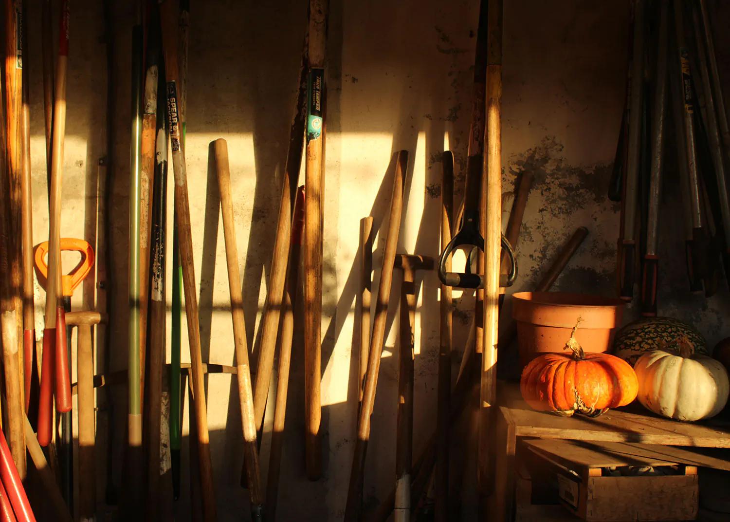 Gardening tools and pumpkins in evening light in a shed