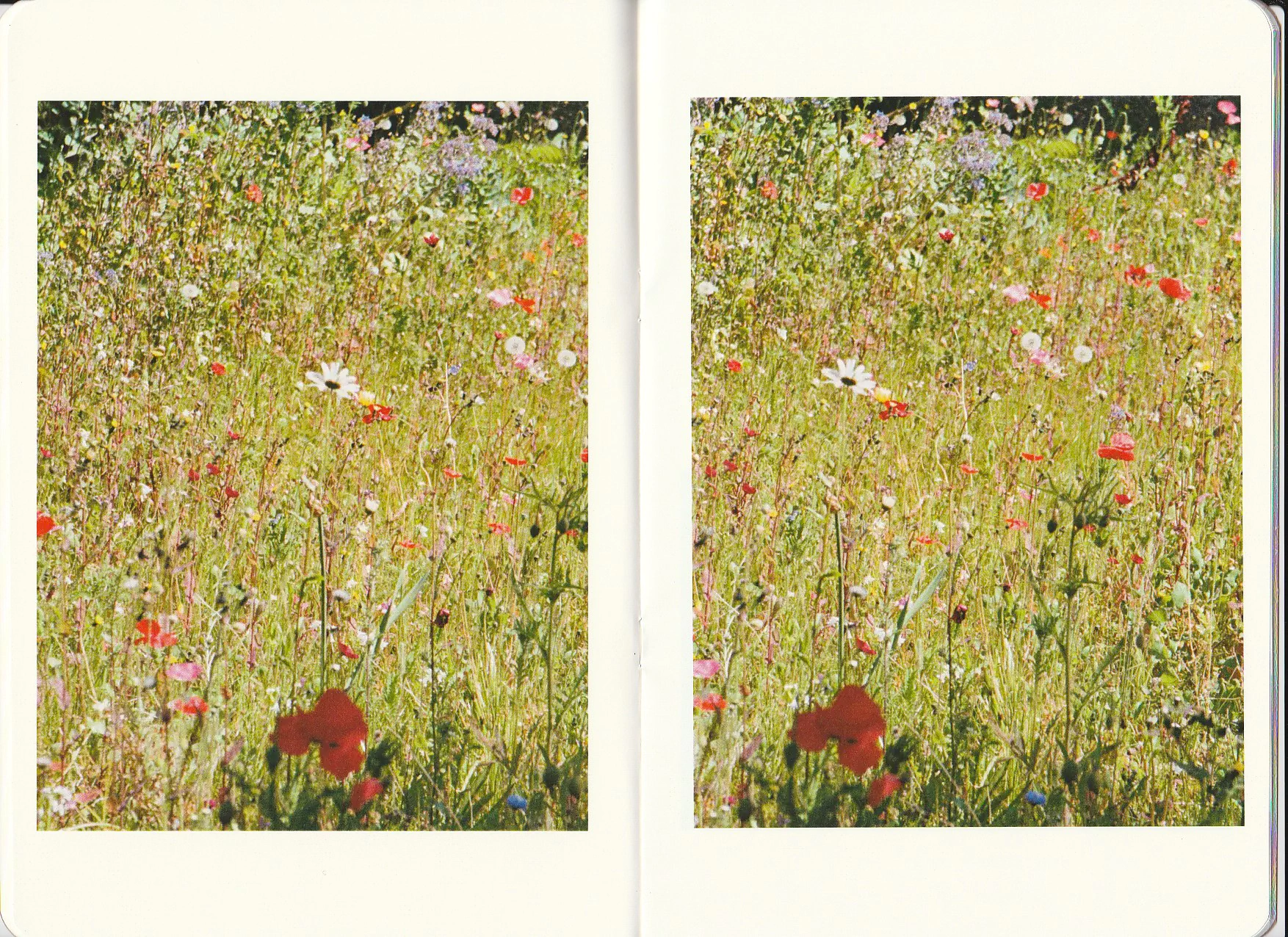 Diptych of wildflowers